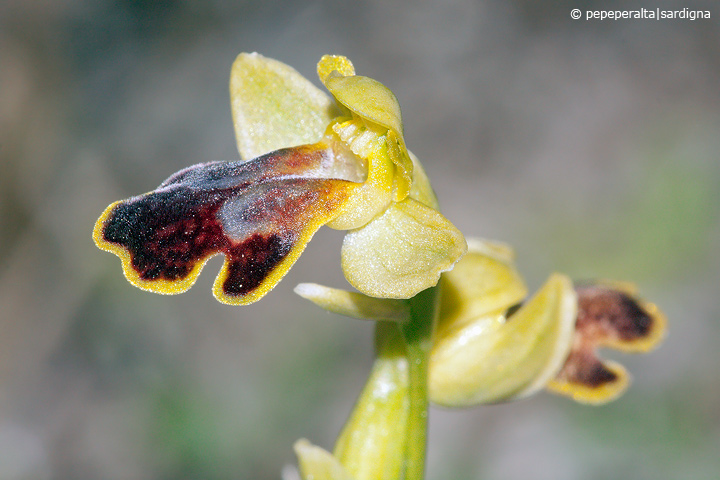 Ophrys ortuabis dal Sinis