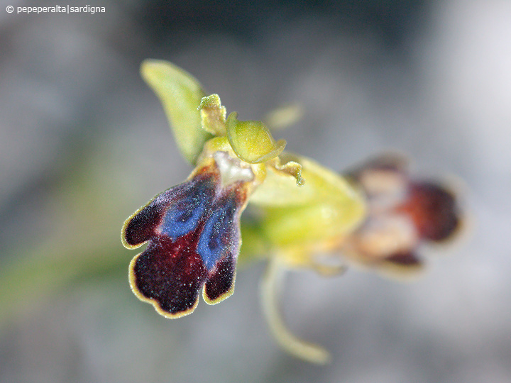 Ophrys ortuabis dal Sinis