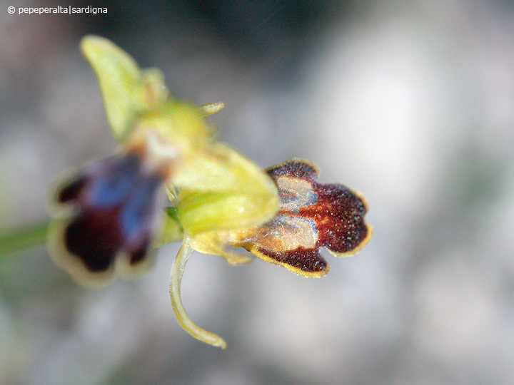 Ophrys ortuabis dal Sinis