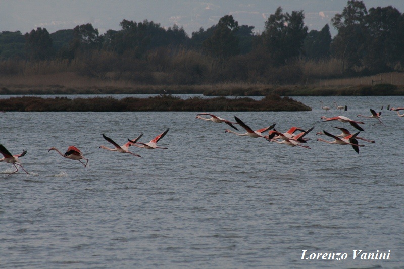 Fenicotteri (Phoenicopterus ruber )