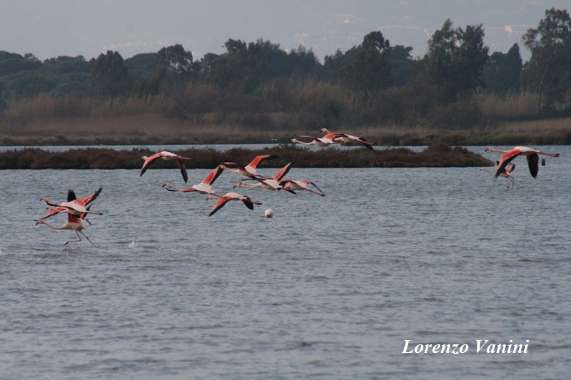 Fenicotteri (Phoenicopterus ruber )