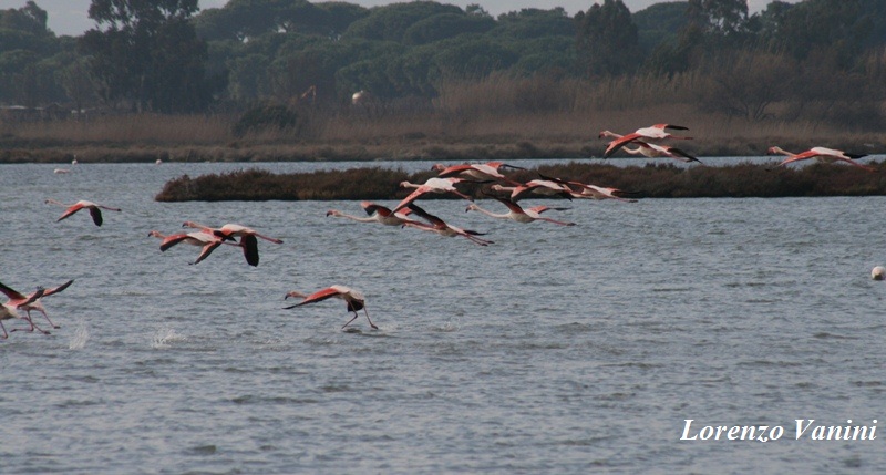 Fenicotteri (Phoenicopterus ruber )