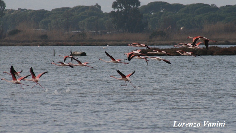 Fenicotteri (Phoenicopterus ruber )