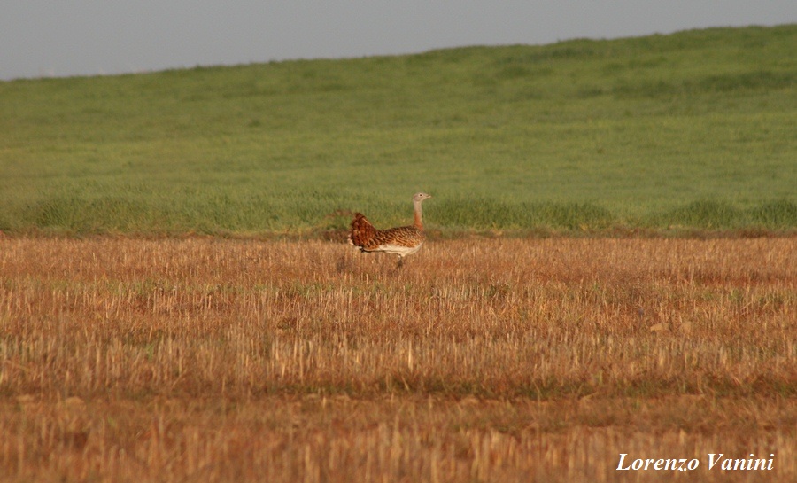 Otarde (Otis tarda)