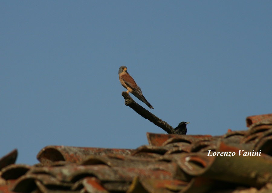 Grillaii ( Falco naumanni)