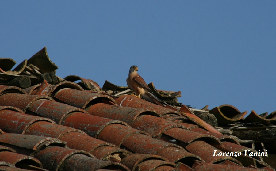 Grillaii ( Falco naumanni)