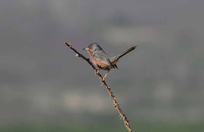 Magnanina (Sylvia undata)