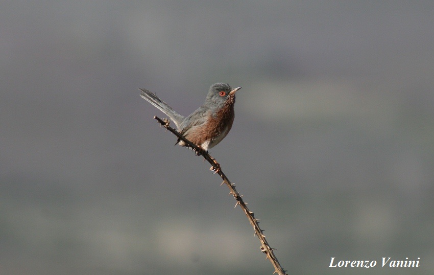 Magnanina (Sylvia undata)