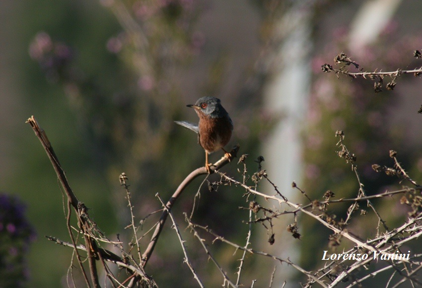 Magnanina (Sylvia undata)