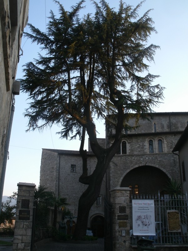 id albero (genere cedrus)