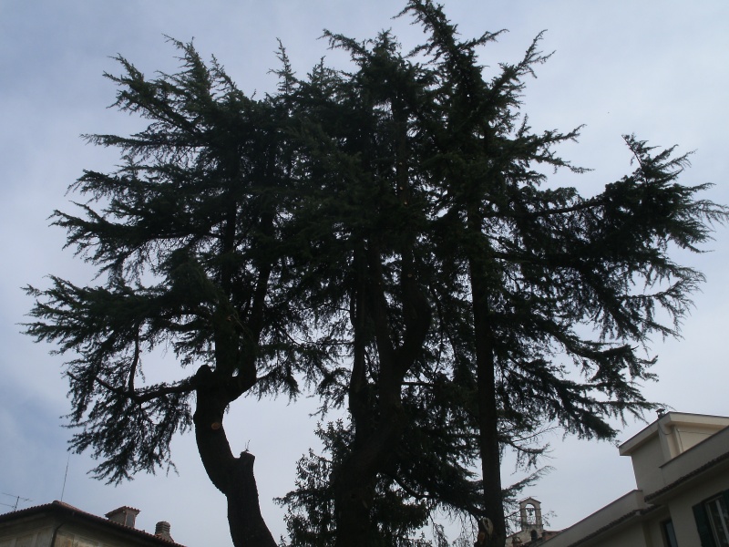 id albero (genere cedrus)