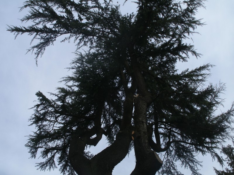 id albero (genere cedrus)