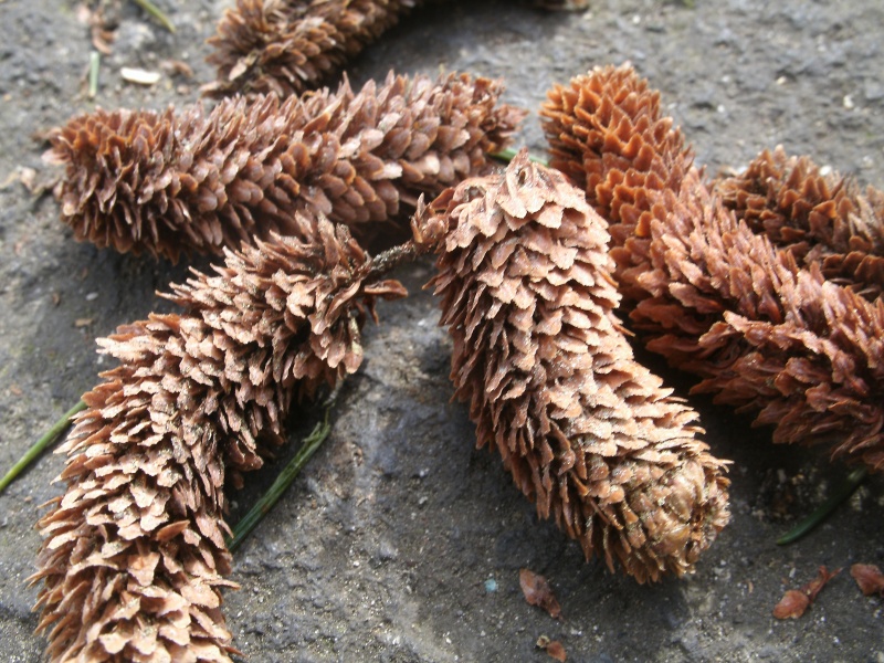 id albero (genere cedrus)