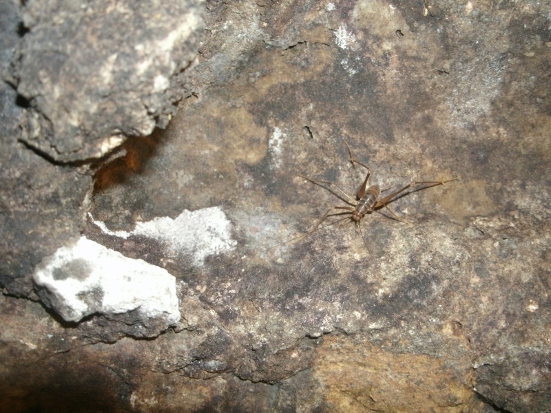 Probabile Dolichopoda sp. (Raphidophoridae) in cantina umida