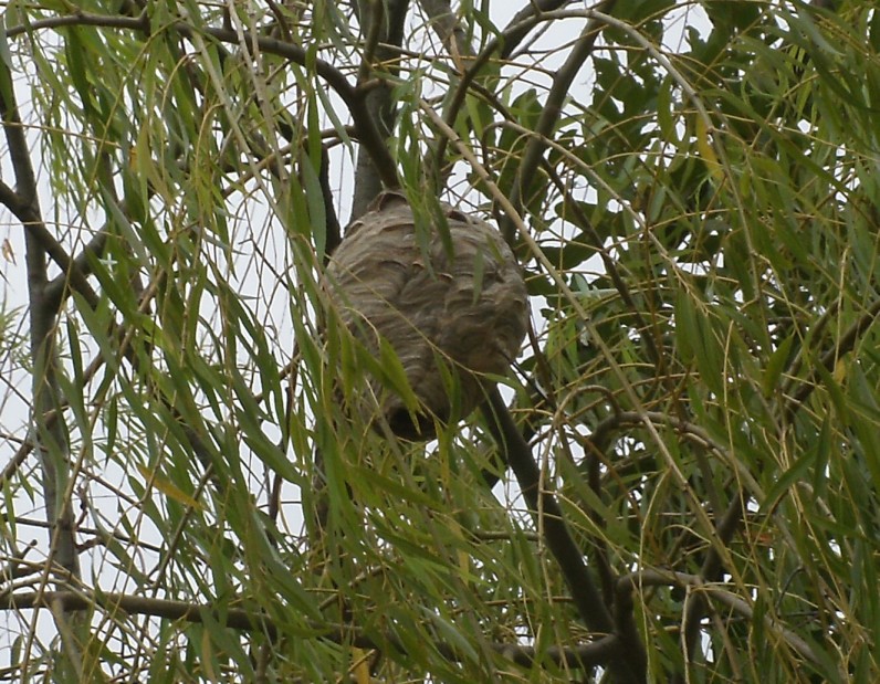 nido di Dolichovespula sp.