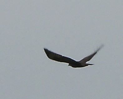 identificazione rapace (poiana credo)