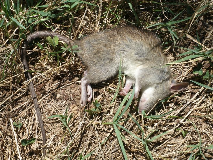 micromammiferi (morti): Rattus rattus e crocidurina