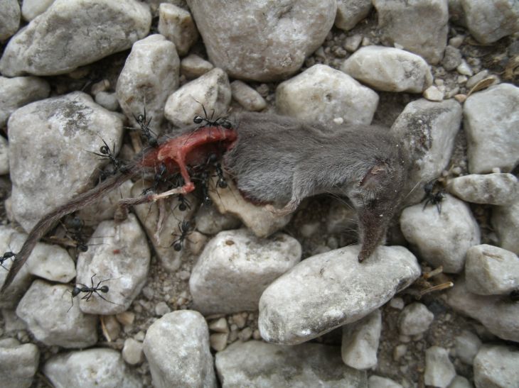 micromammiferi (morti): Rattus rattus e crocidurina