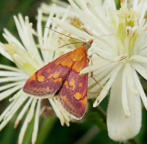 farfallina incognita