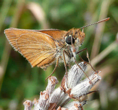 farfallina incognita