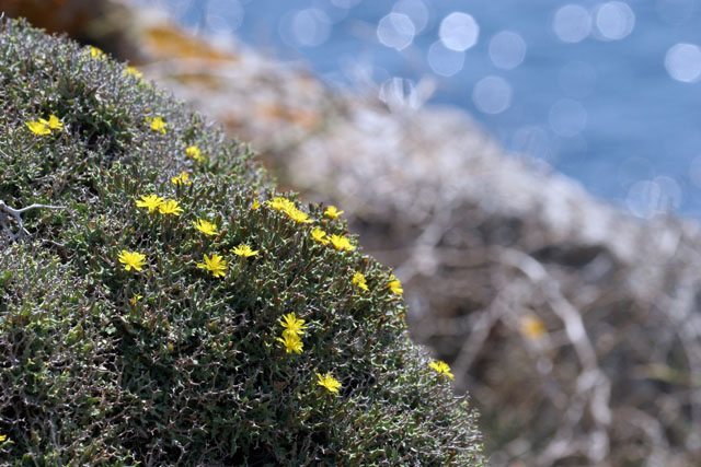 Launaea cervicornis (Boiss.) Font Quer & Rothm.