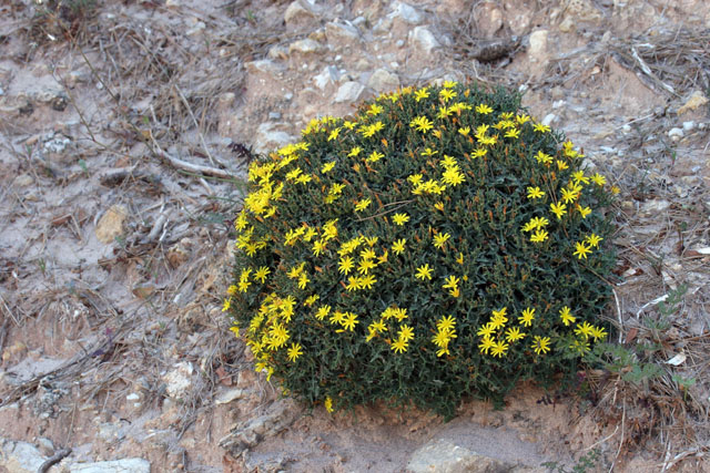 Launaea cervicornis (Boiss.) Font Quer & Rothm.