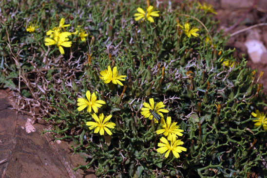 Launaea cervicornis (Boiss.) Font Quer & Rothm.