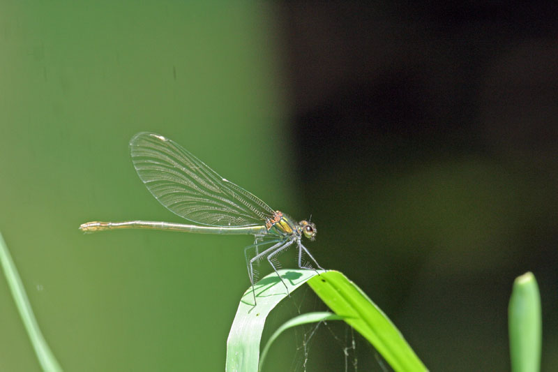 Calopteryx  virgo?