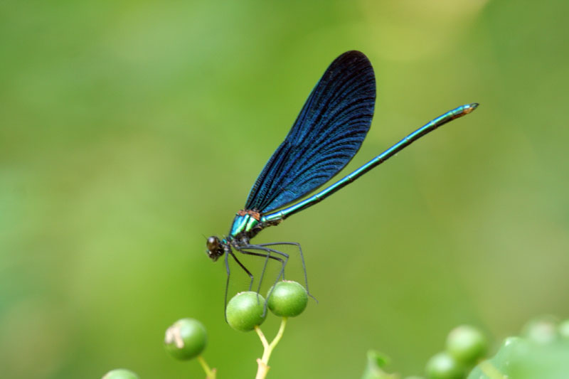 Calopteryx  virgo?