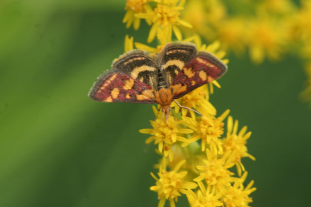 da determinare : Pyrausta purpuralis