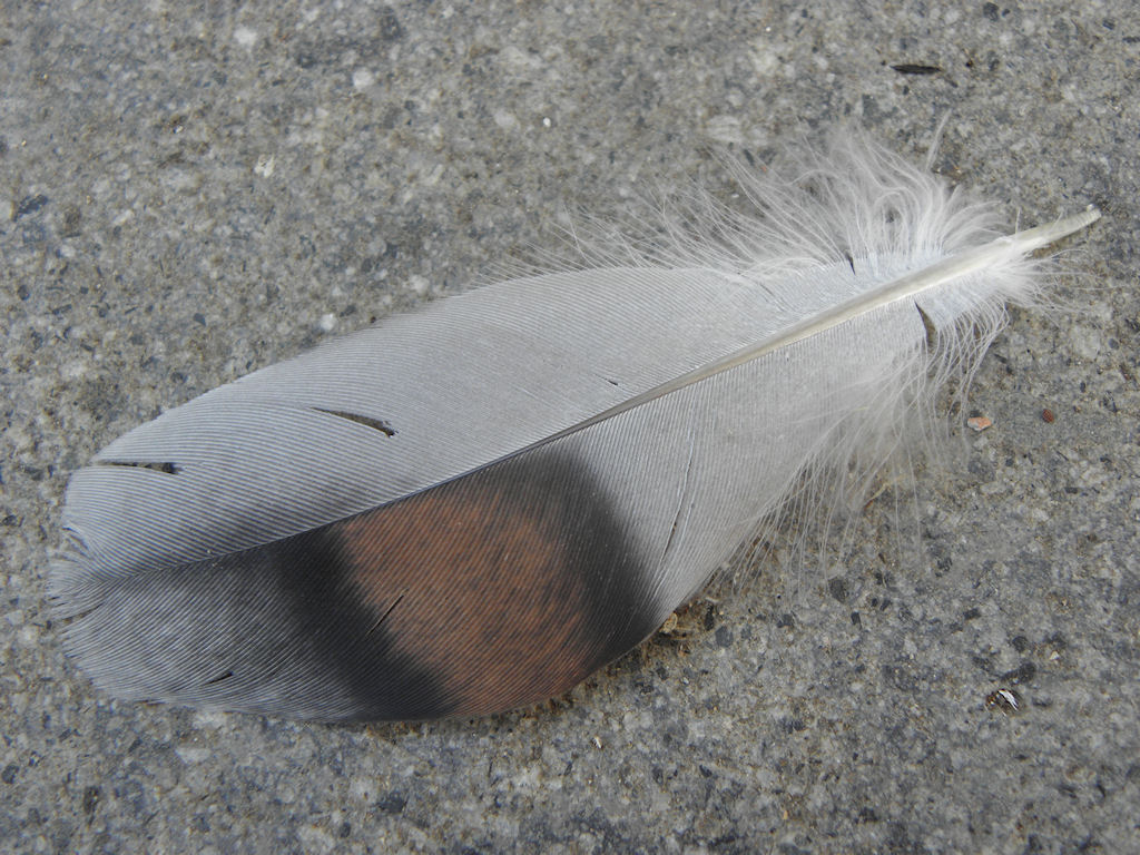 Riconoscimento uccello da penna. Piccione