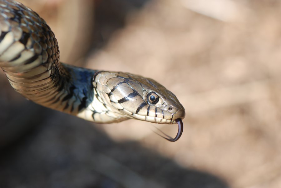 Natrix natrix persa, the big one!