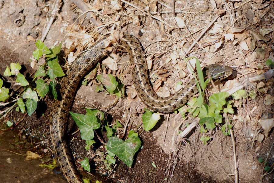 Natrix natrix persa, the big one!