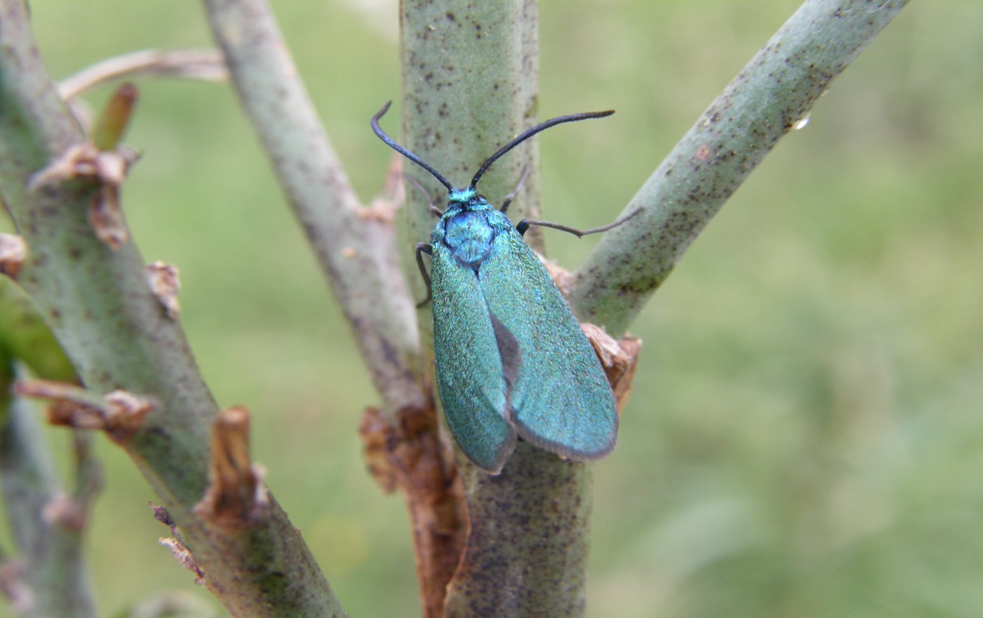 Bellissima da identificare