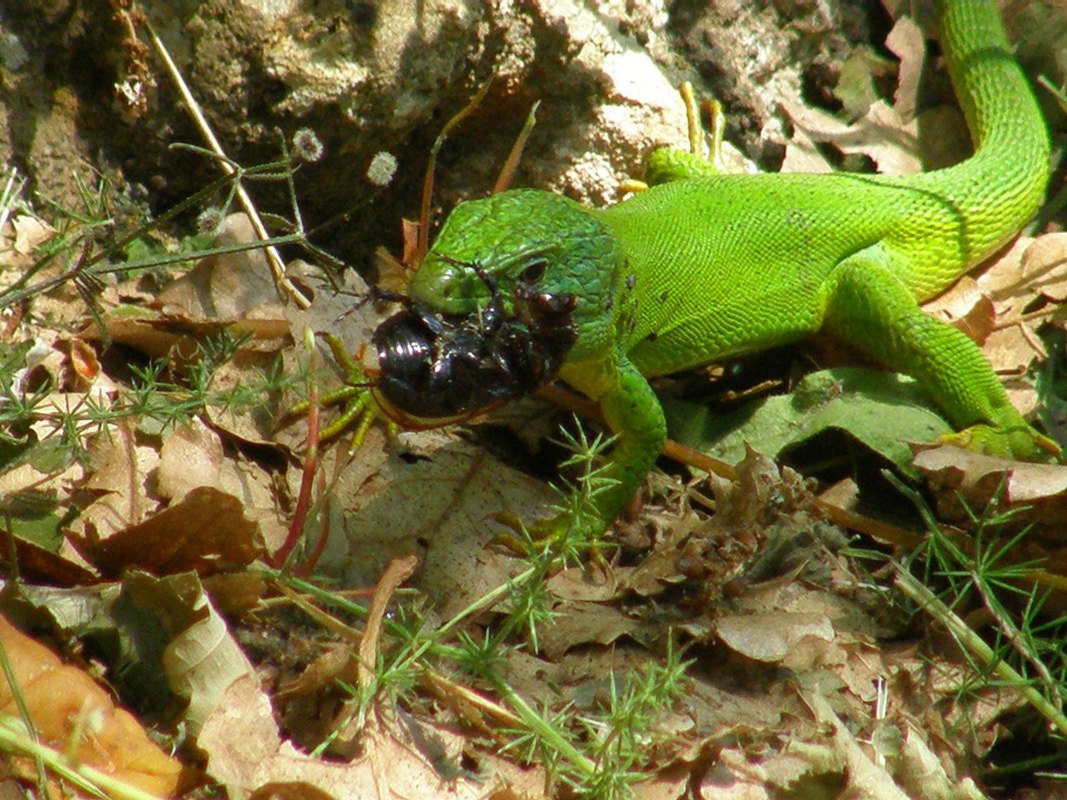 La grande caccia