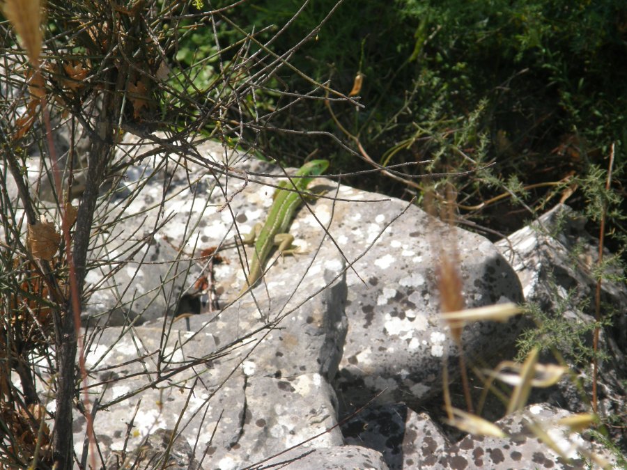 Ramarri (Lacerta bilineata)