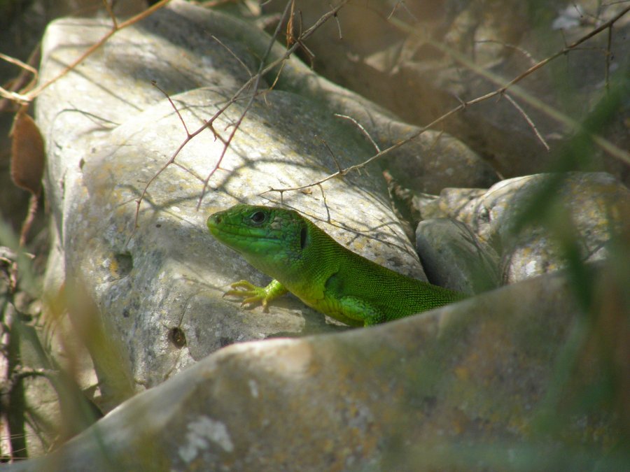 Ramarri (Lacerta bilineata)