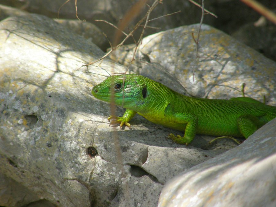 Ramarri (Lacerta bilineata)