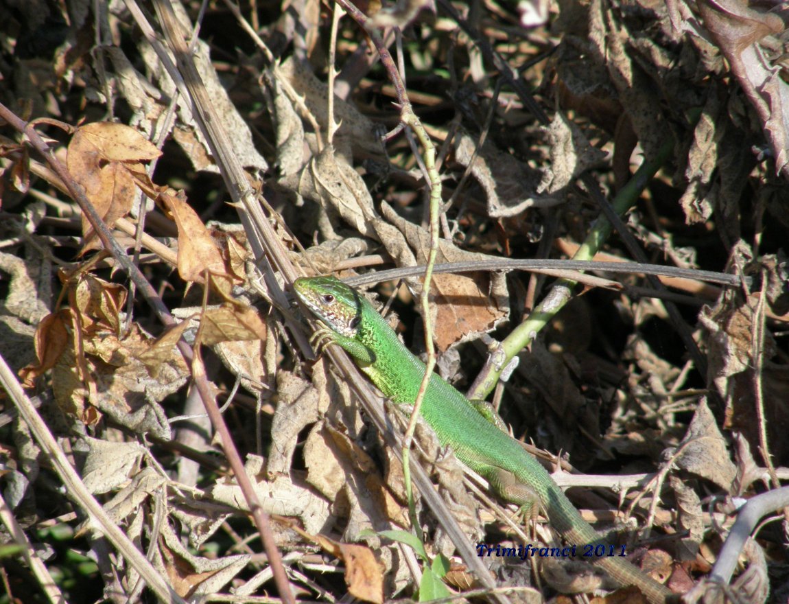 Lacerta viridis