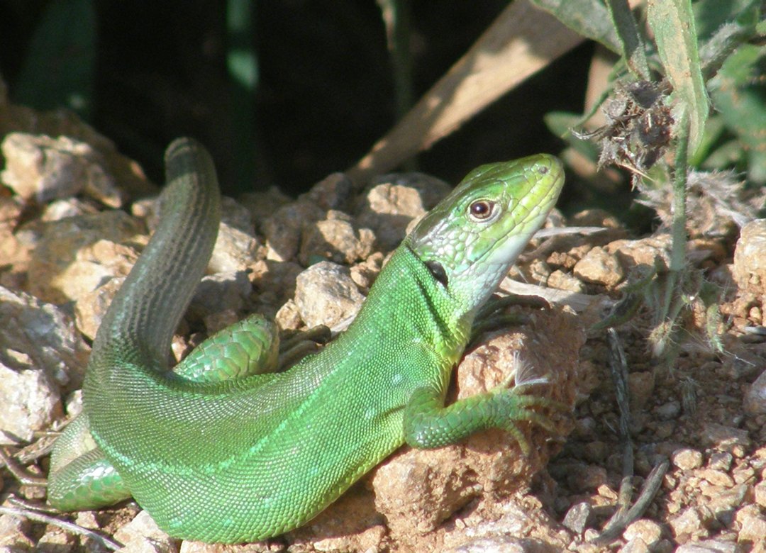 Dal finestrino della macchina - Lacerta viridis