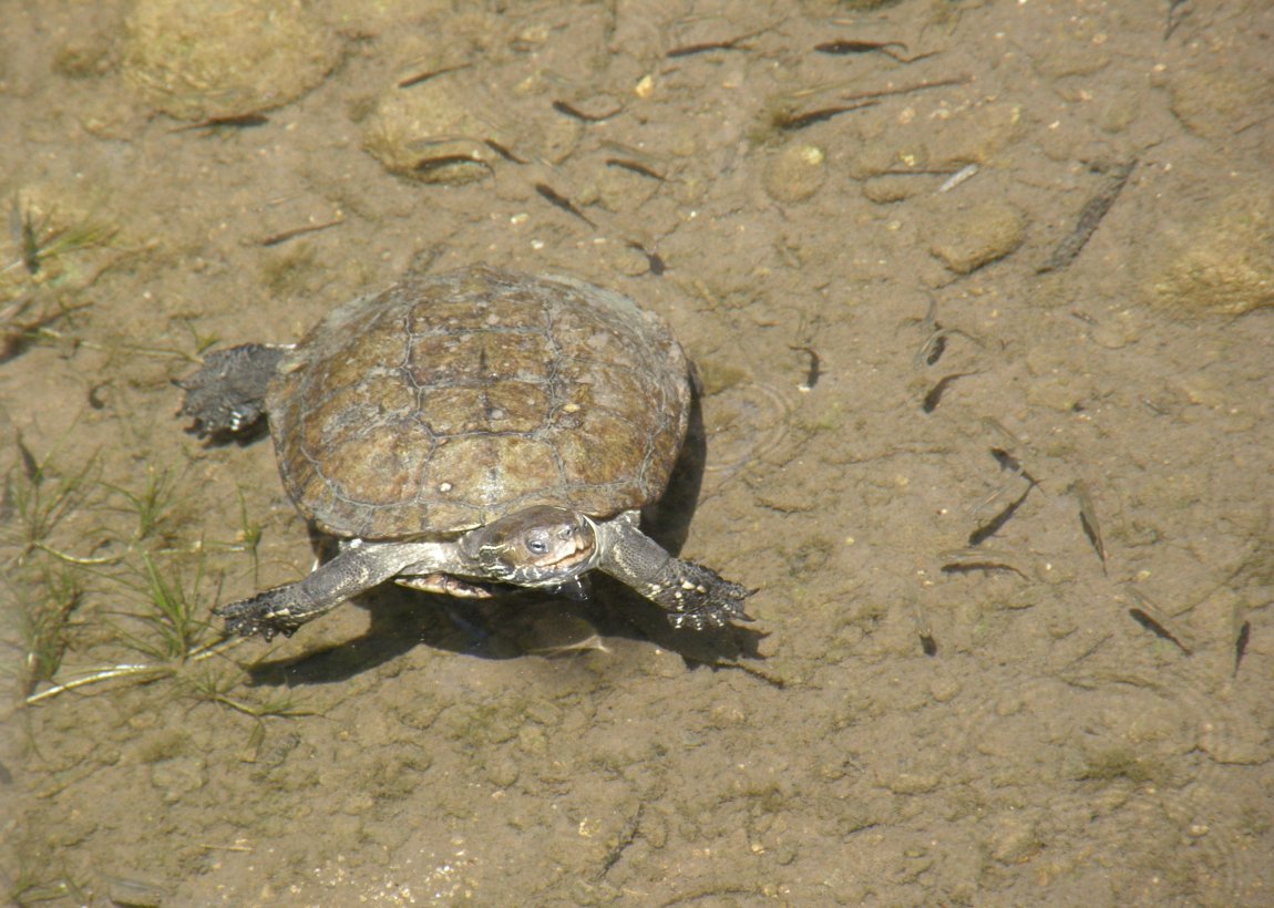 Mauremys cfr rivulata dalla Turchia