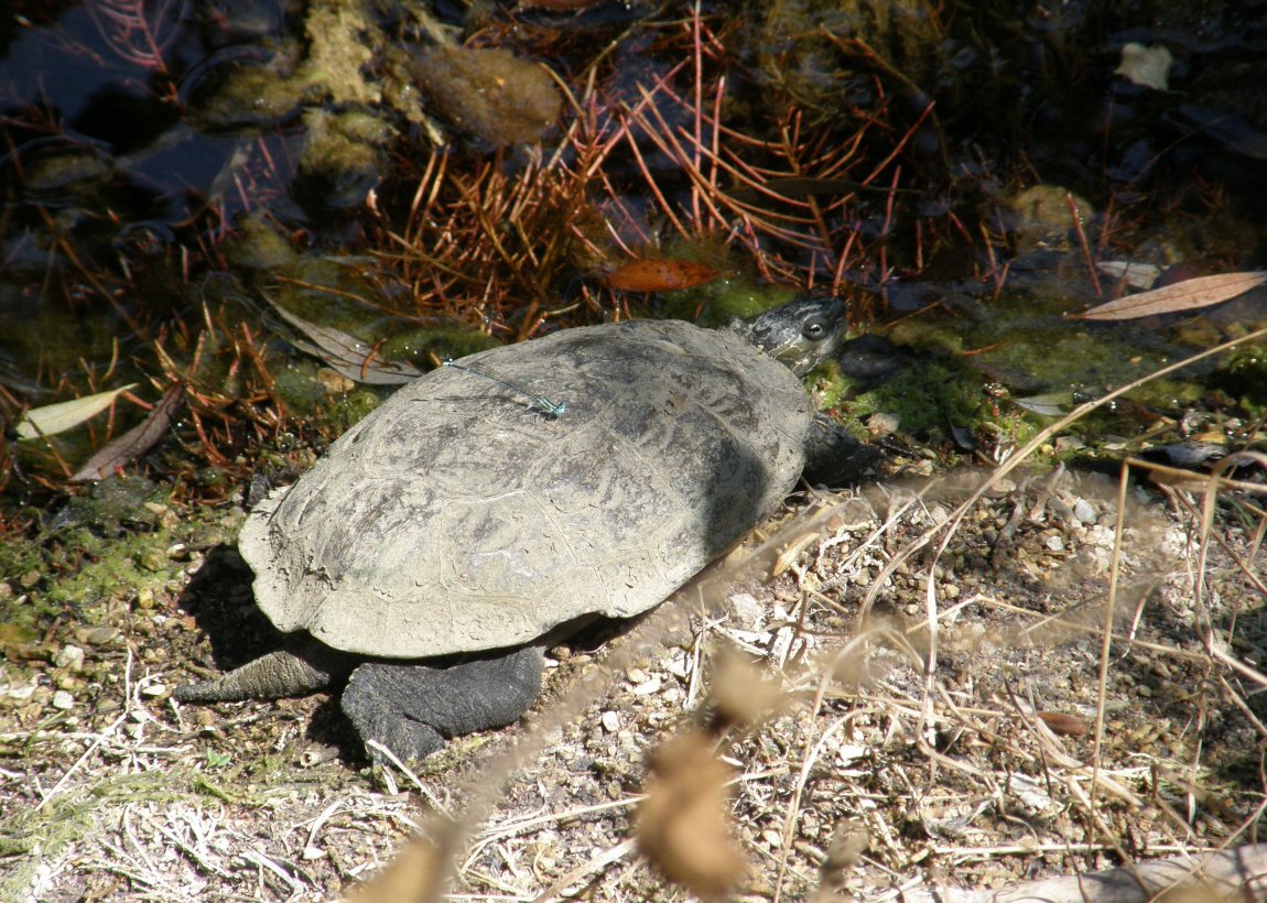 A proposito di libellule.... (Mauremys rivulata)