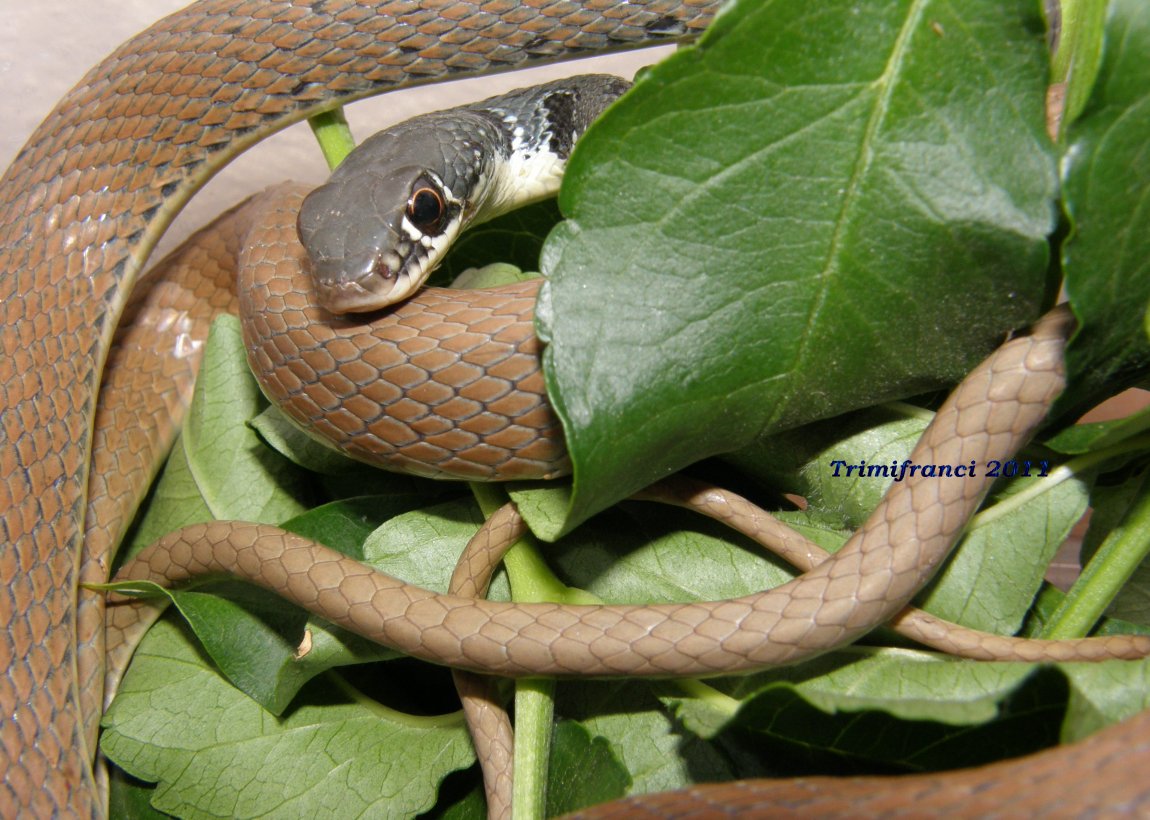 E'' davvero una saetta! (Platyceps najadum)