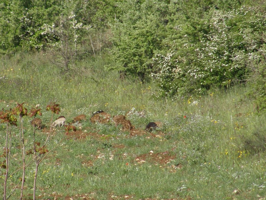 I cinghiali del Parco Nazionale dell''Alta Murgia...