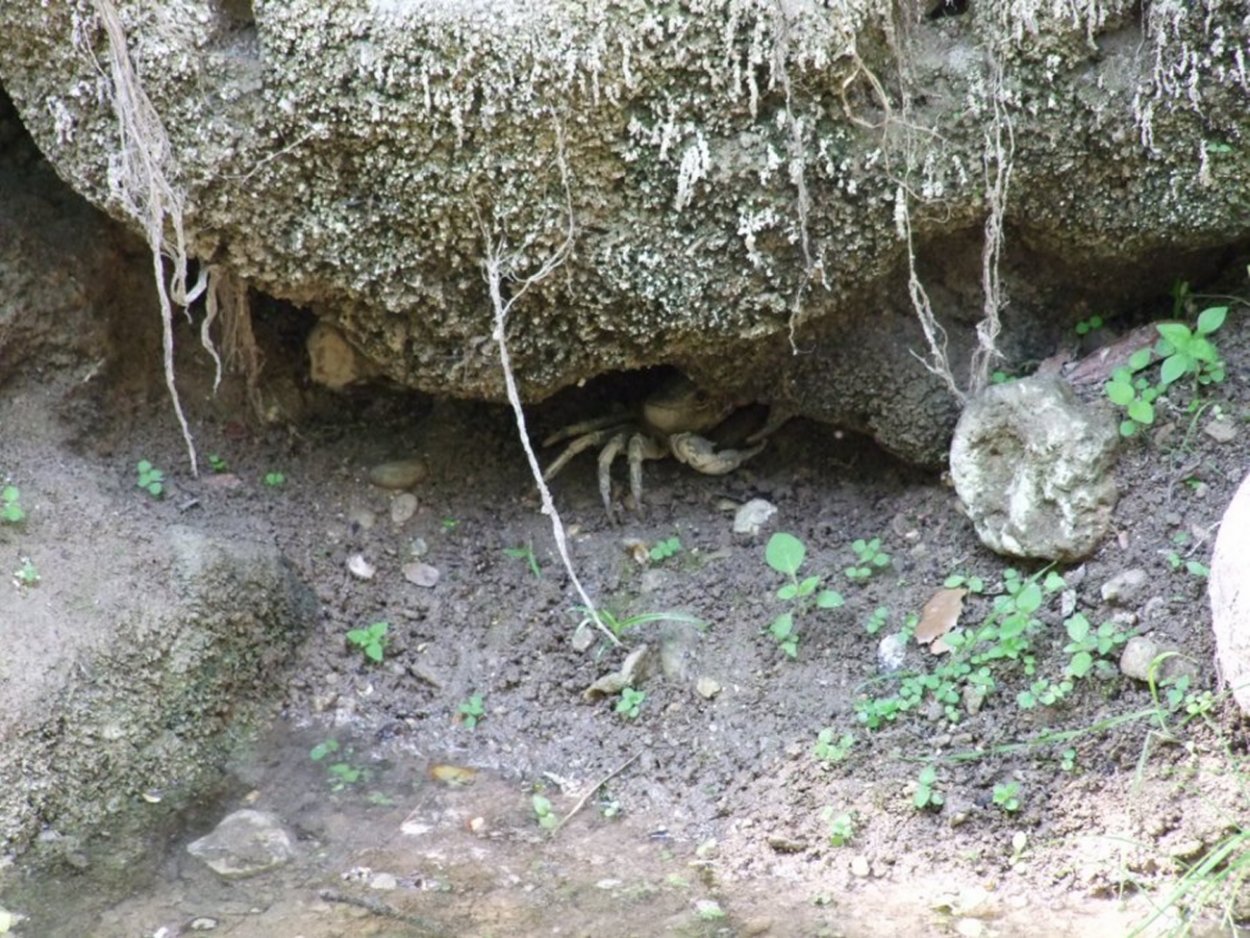 La grotta del granchio.... Potamon fluviatilis