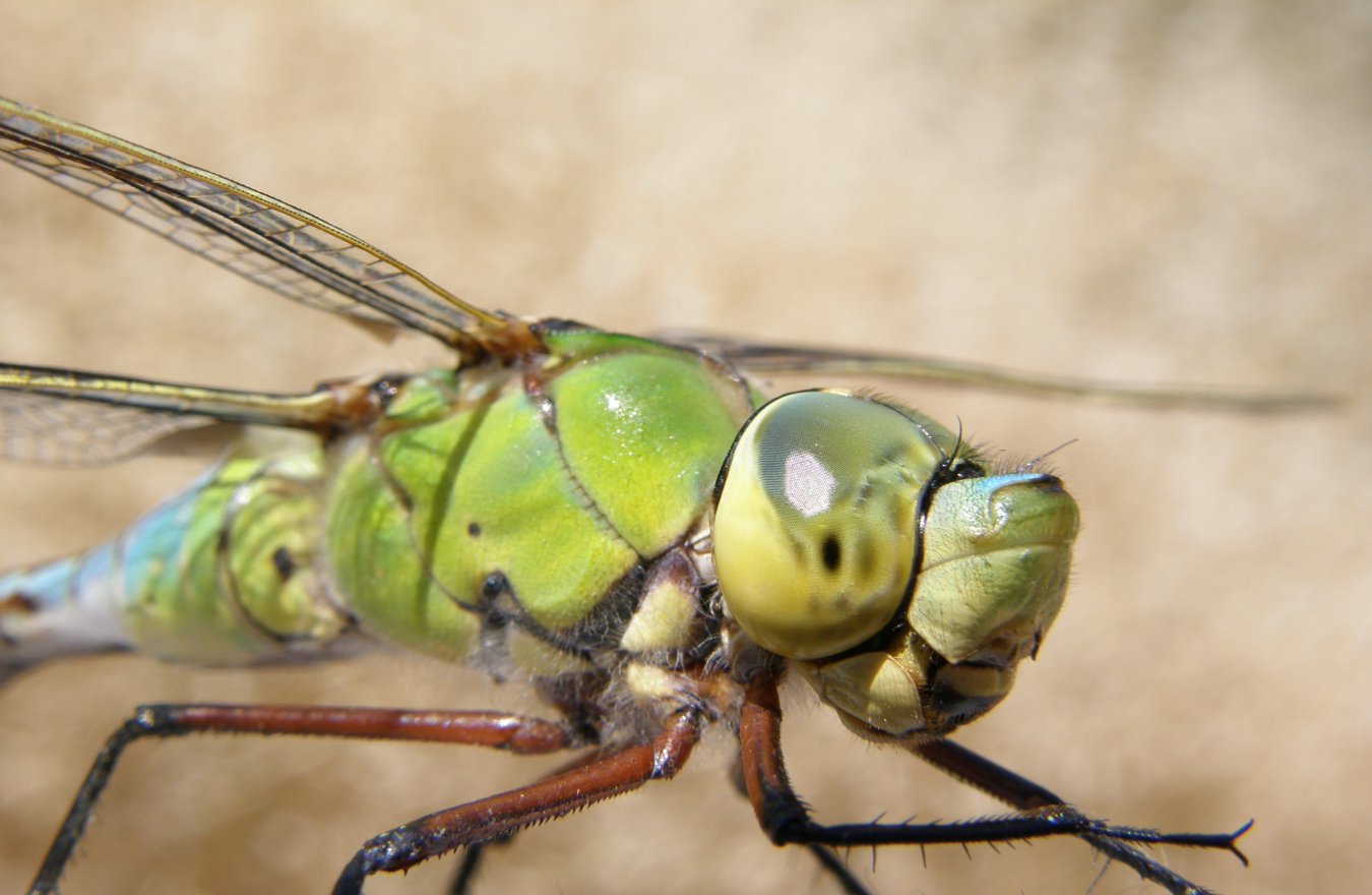 Anax imperator video deposizione