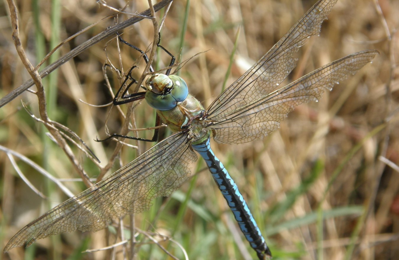 Anax imperator video deposizione