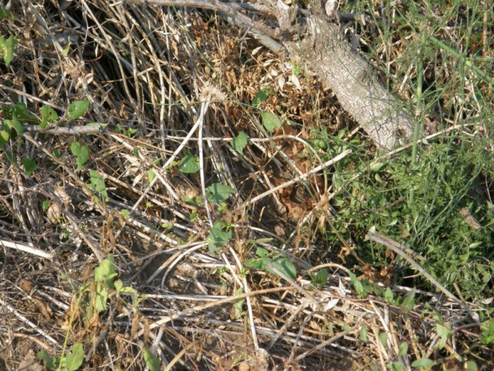 Alcune foto di vipere in natura