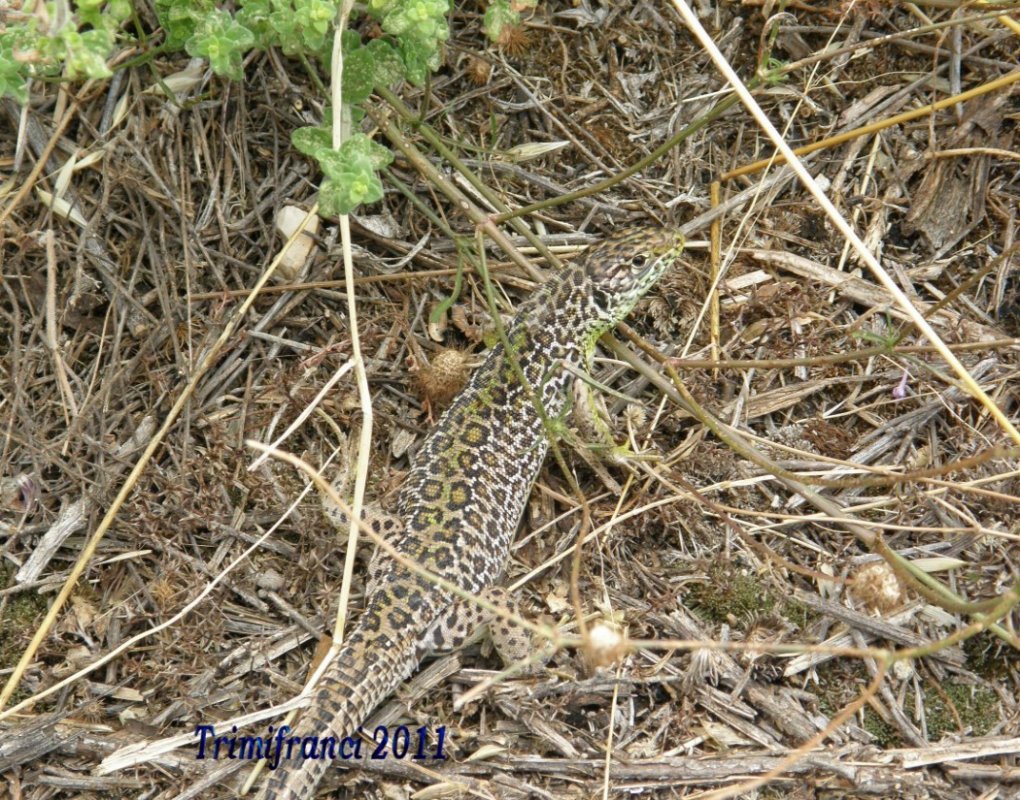 Lacerta ..... leopardina!