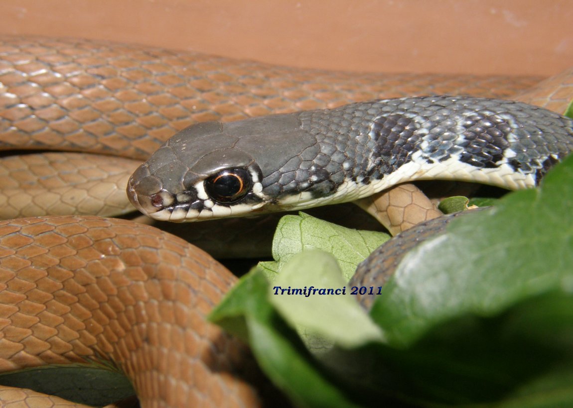 E'' davvero una saetta! (Platyceps najadum)